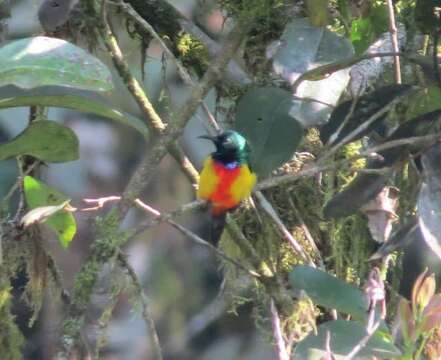 Image of Regal Sunbird