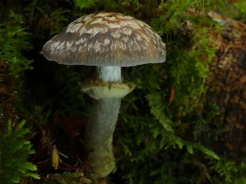 Image of Cortinarius meleagris (E. Horak & G. M. Taylor) E. Horak, Peintner, M. M. Moser & Vilgalys 2002