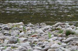 Image of Long-billed Plover