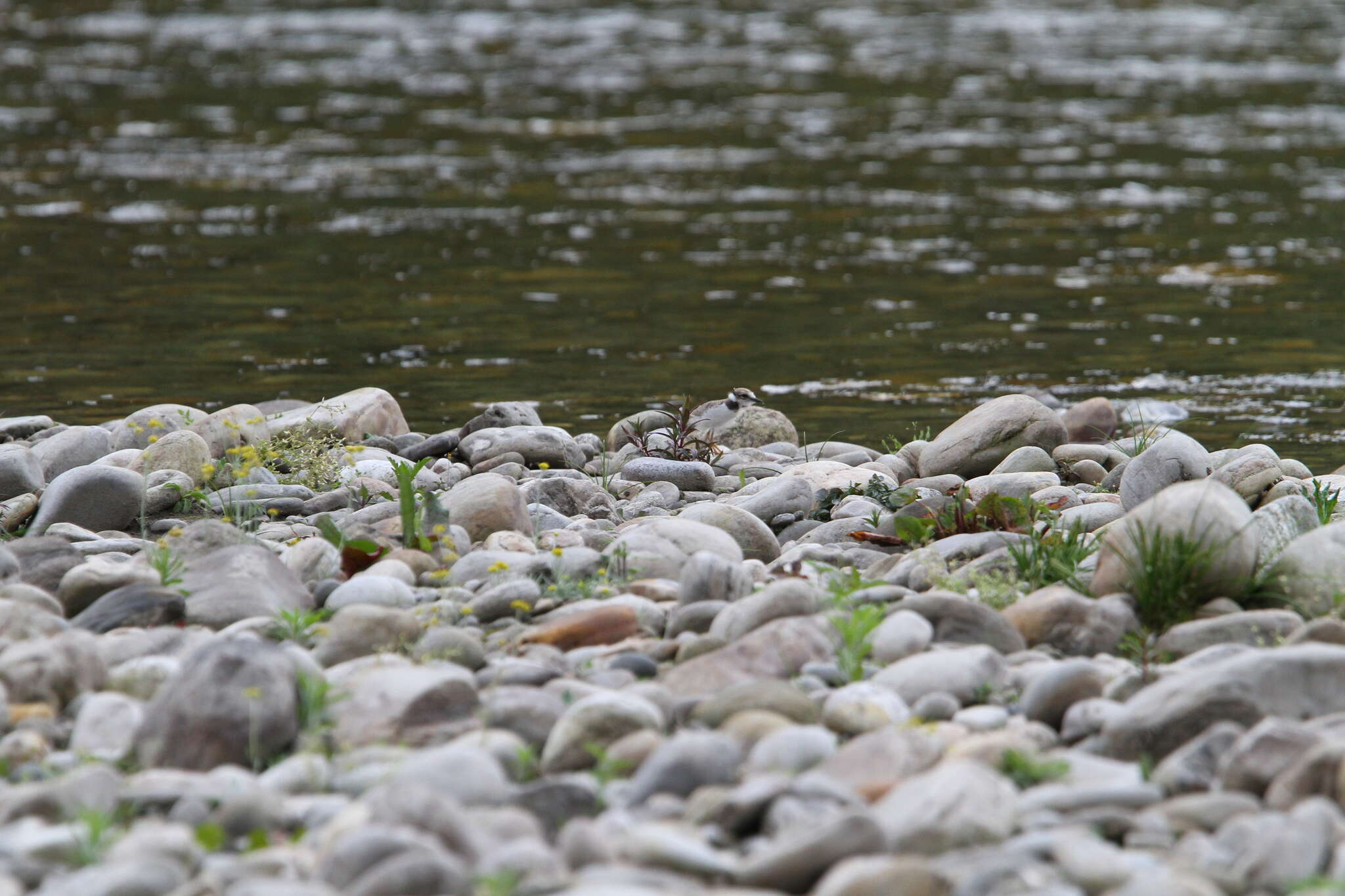 Charadrius placidus Gray, JE, Gray & GR 1863 resmi