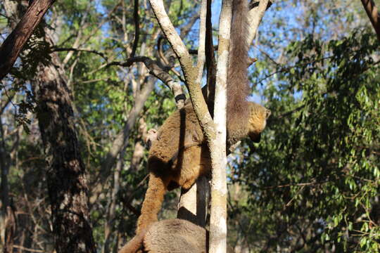 Image of Bennett's Brown Lemur