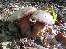 Image of ruddy bolete