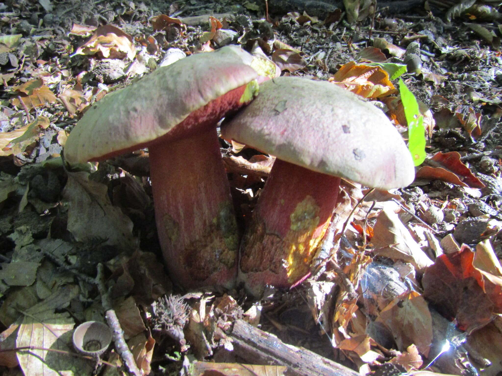 Image of Suillellus rhodoxanthus (Krombh.) Blanco-Dios 2015