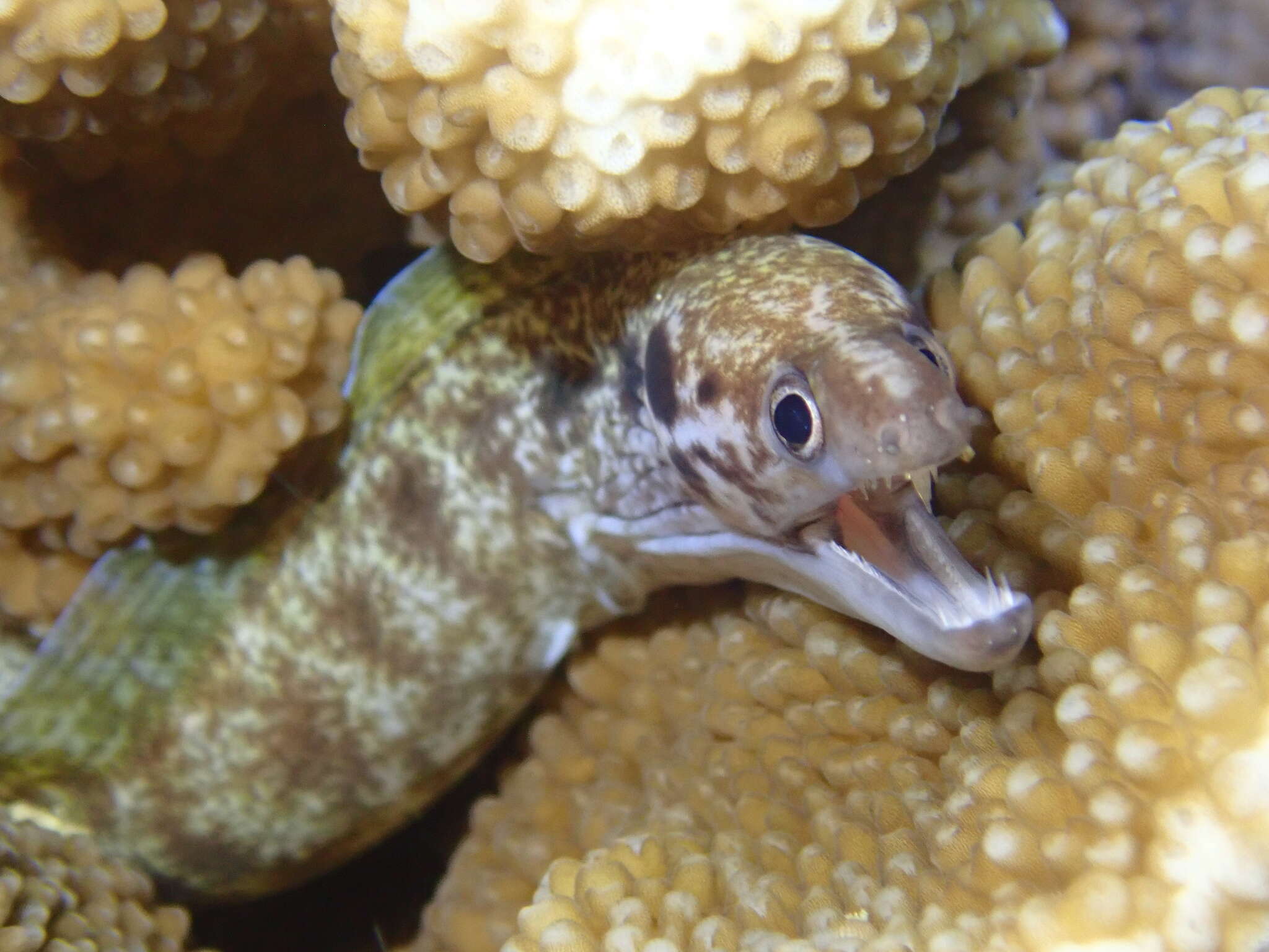 Image of Blackpearl moray