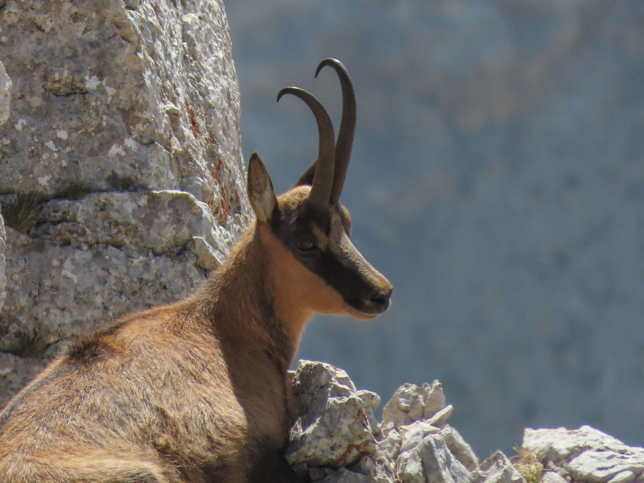 Image of Apennine chamois