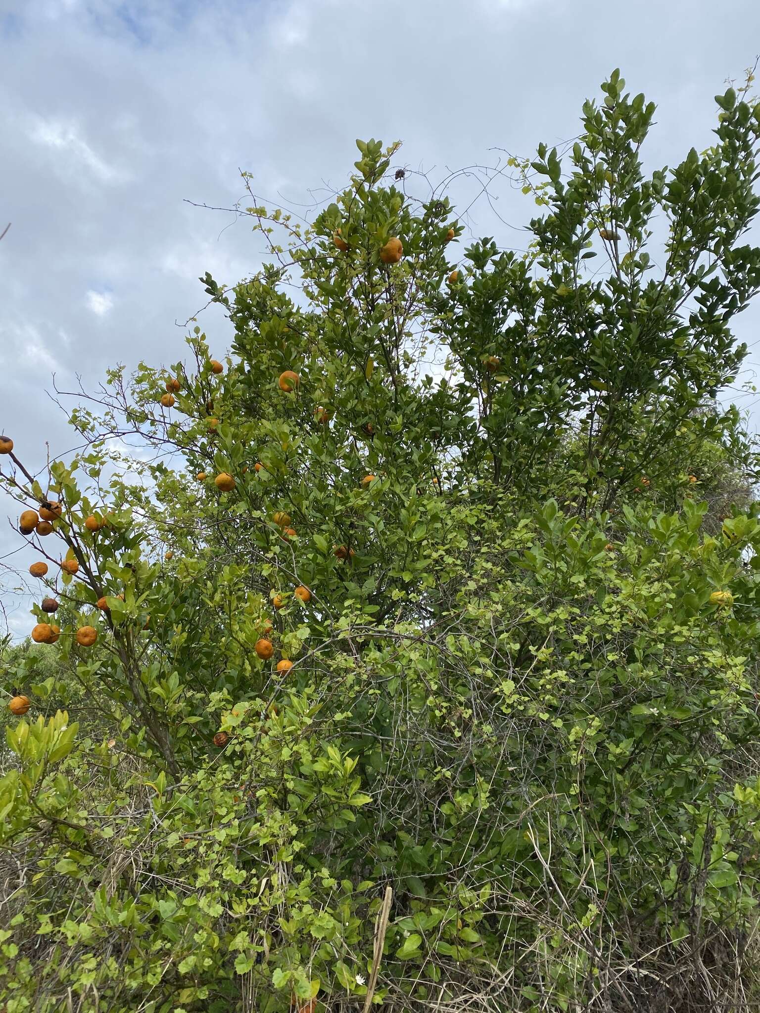 Image of tangerine