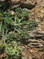 Image of Pelargonium xanthopetalum E. M. Marais