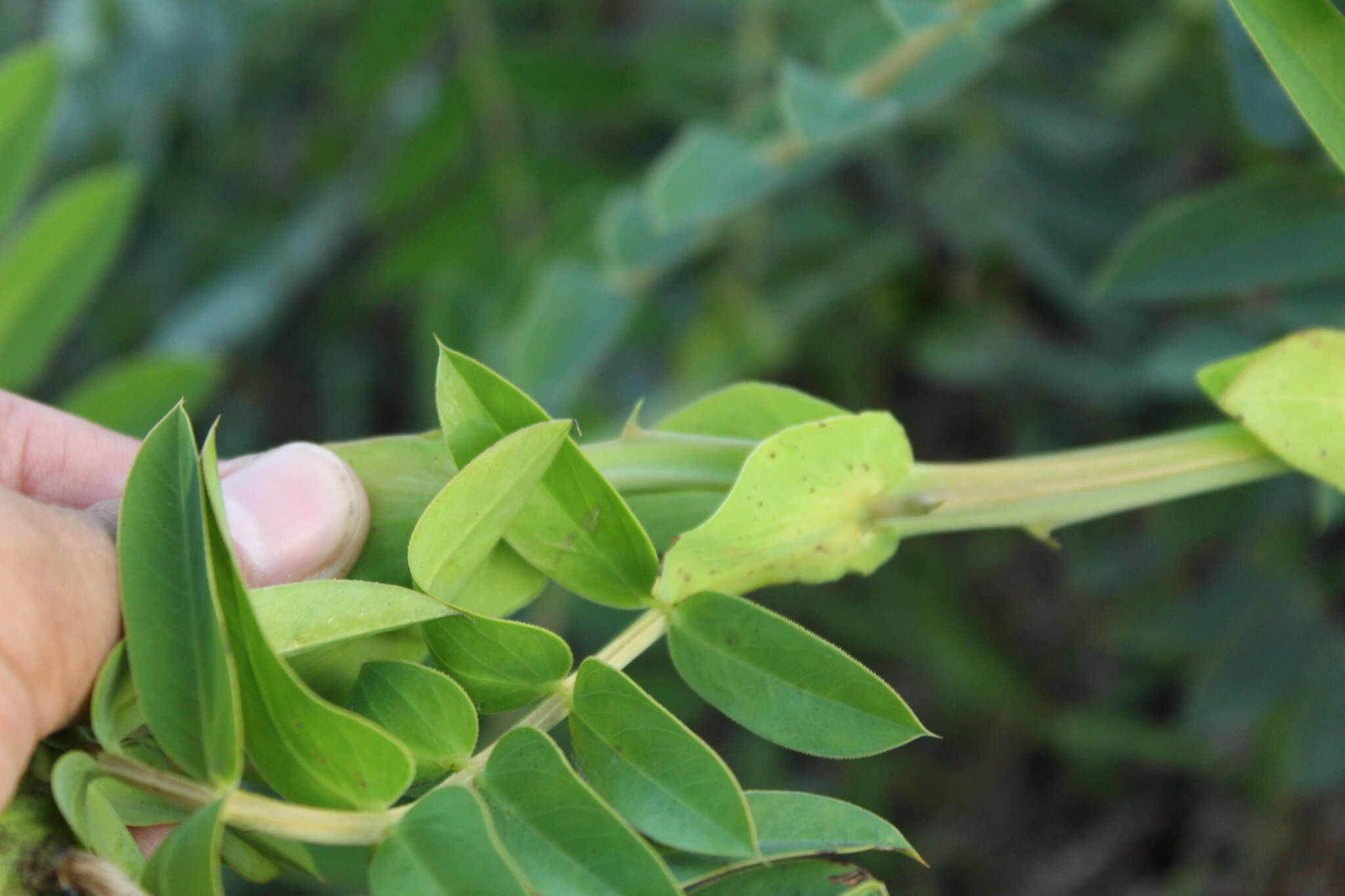 صورة Senna aculeata (Benth.) H. S. Irwin & Barneby