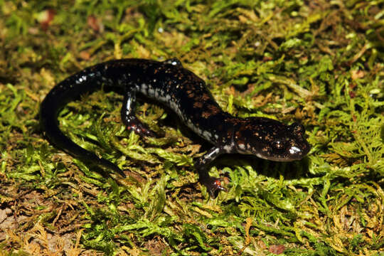 Image of Rich Mountain Salamander