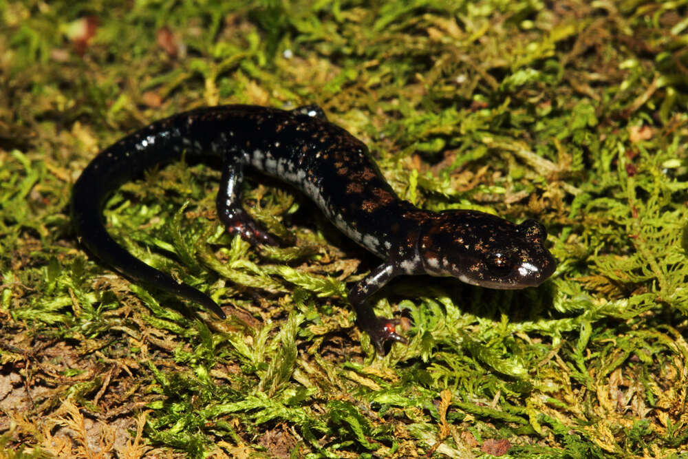 Plancia ëd Plethodon ouachitae Dunn & Heinze 1933