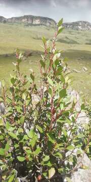 Image of Silky-bark