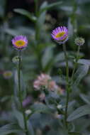 Image de Erigeron aliceae Howell