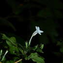 Ruellia saulensis D. C. Wassh. resmi