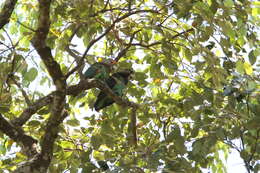 Image of Brown-necked Parrot