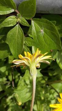 Image of Hyoseris radiata subsp. radiata