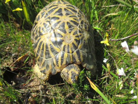 Слика од Psammobates geometricus (Linnaeus 1758)