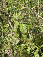 Image de Oxyspora paniculata (D. Don) DC.