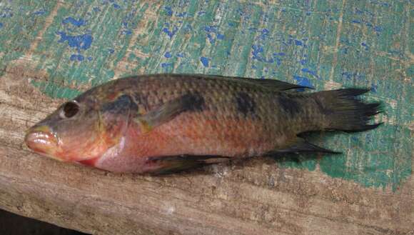 Image of Banded Jewelfish