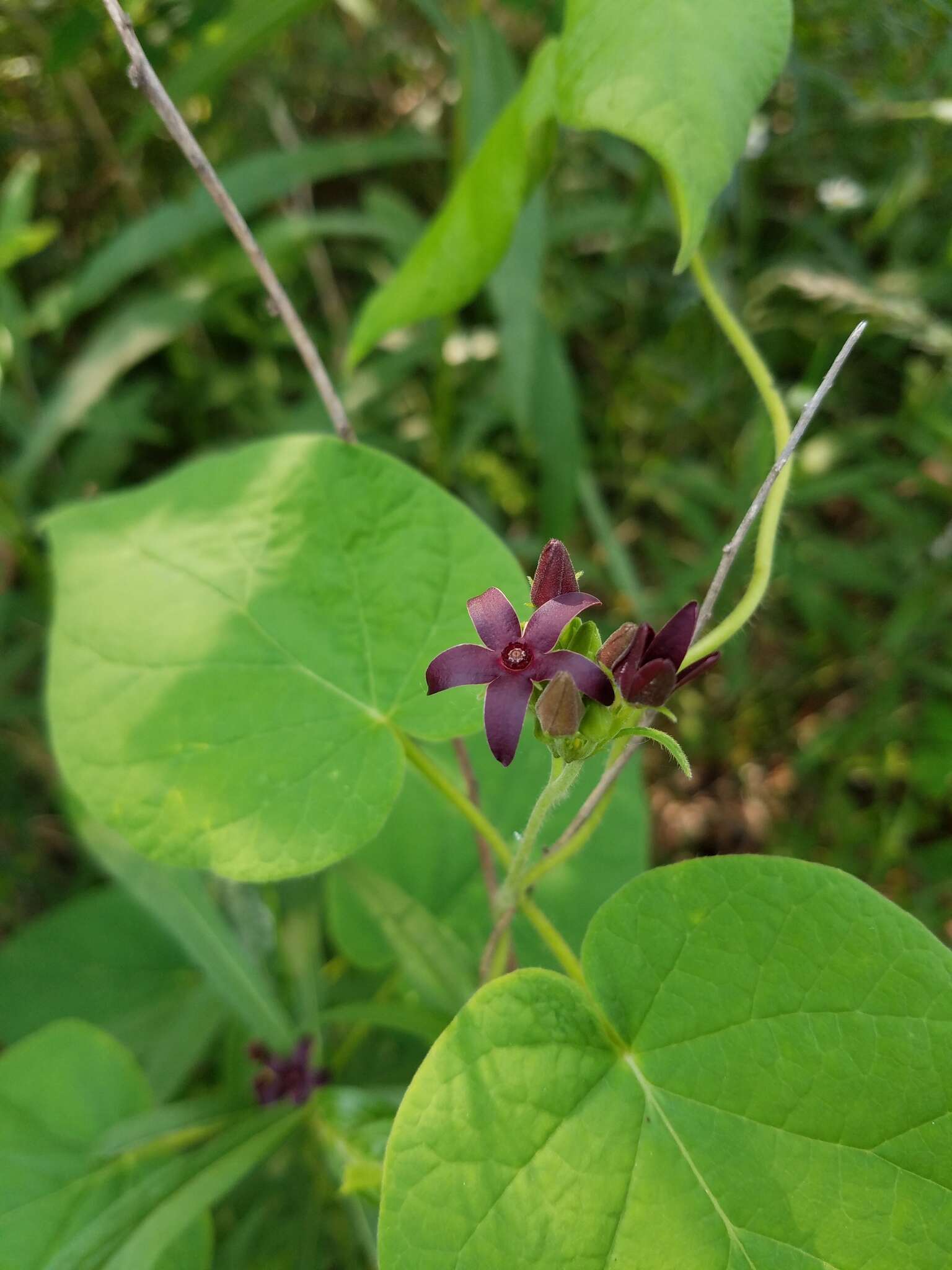 Image de Matelea carolinensis (Jacq.) R. E. Woodson