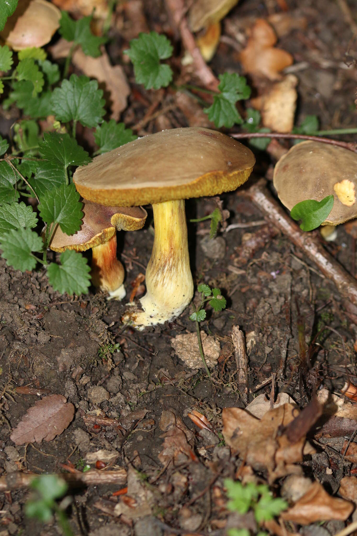 Image de Hortiboletus engelii (Hlaváček) Biketova & Wasser 2015