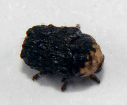 صورة Exema neglecta Blatchley 1920