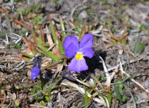 Слика од Viola calcarata L.