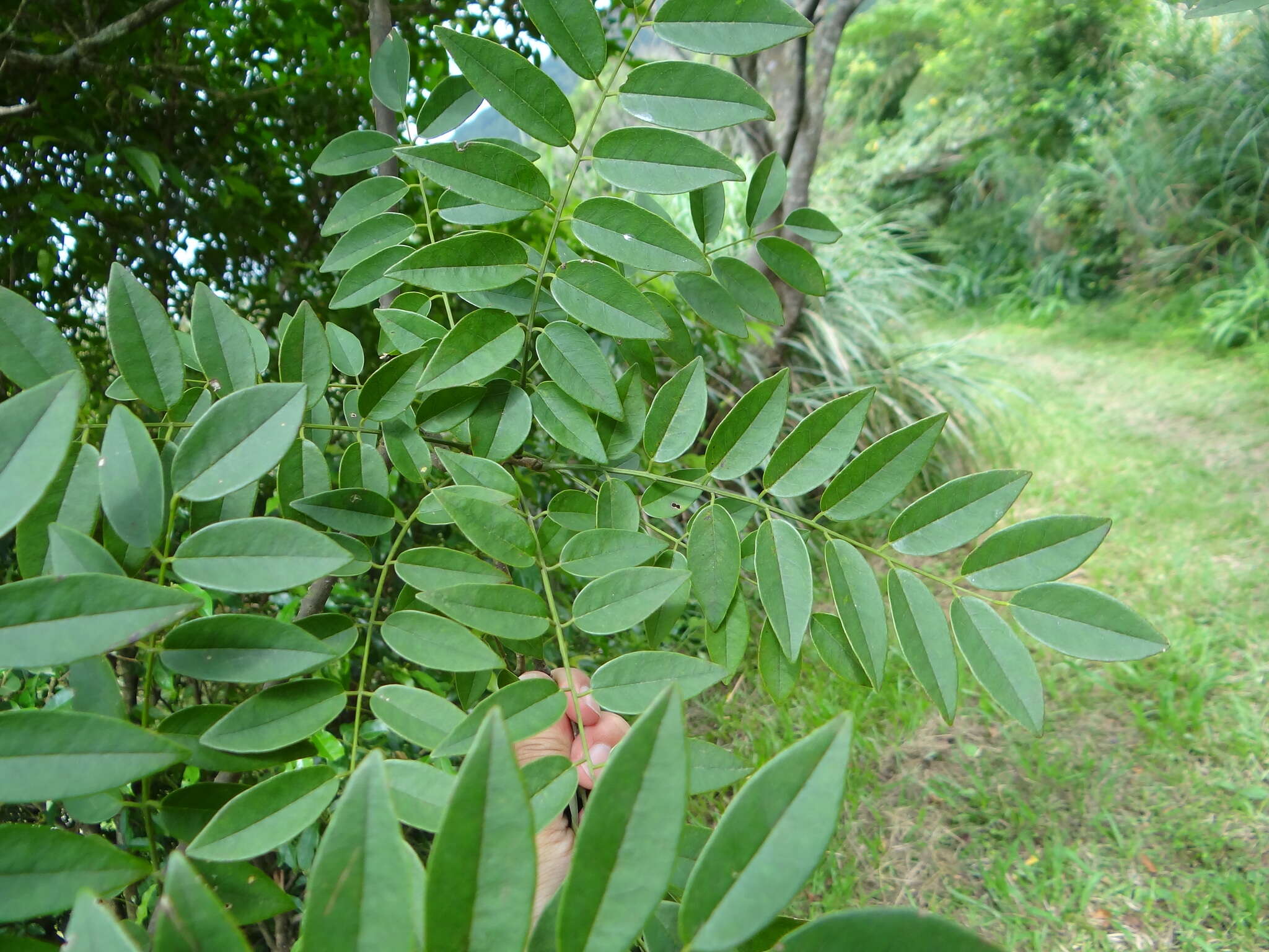 Imagem de Maackia taiwanensis H. Hoshi & H. Ohashi