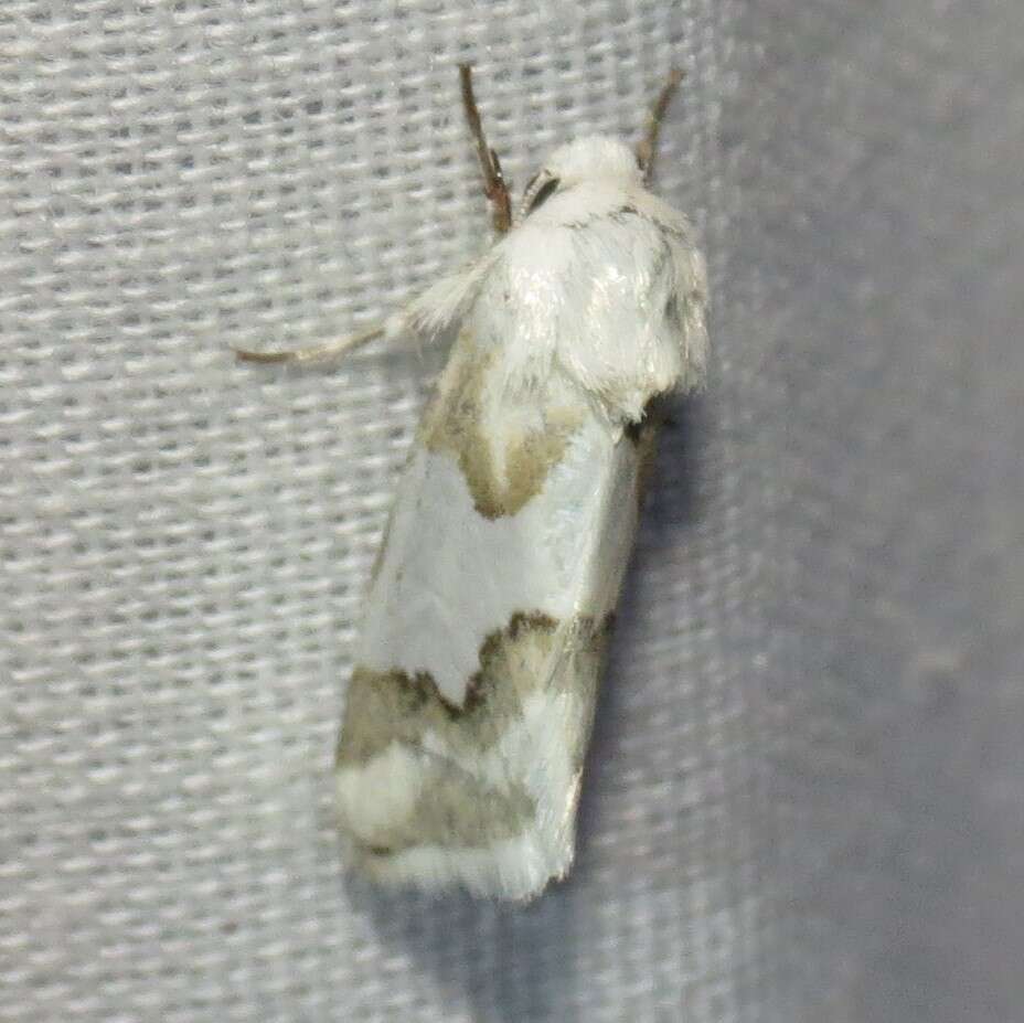 Image of Hulst's Flower Moth