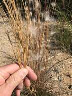 Image of Andropogon eucomus Nees