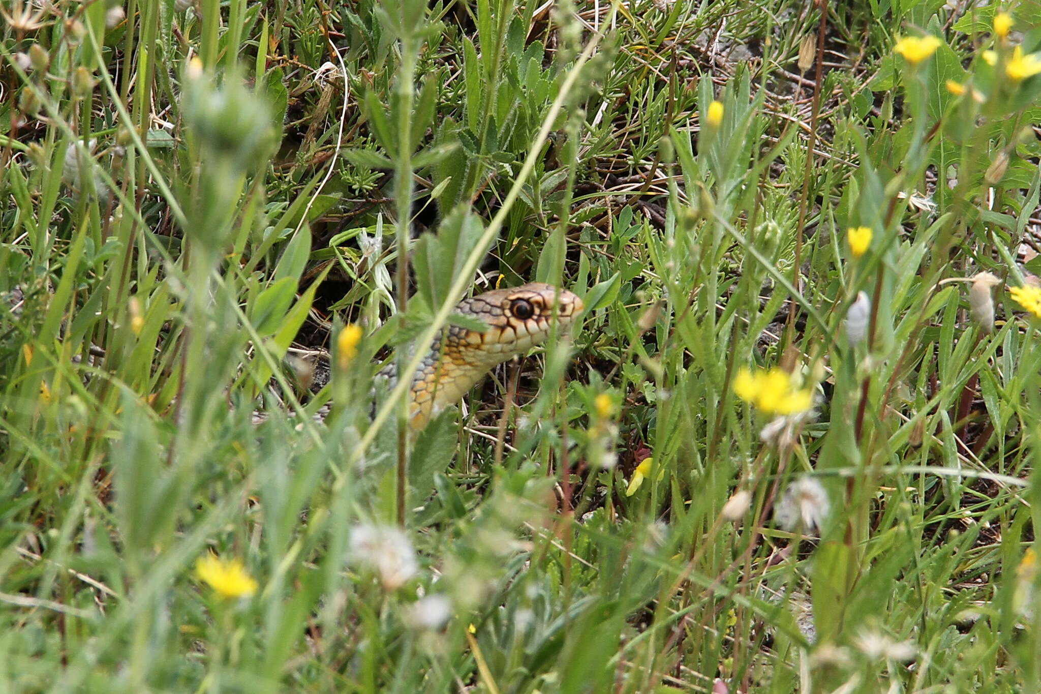 Dolichophis caspius (Gmelin 1789)的圖片