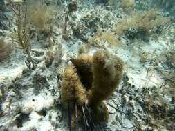 Image de Erythropodium caribaeorum (Duchassaing & Michelotti 1860)