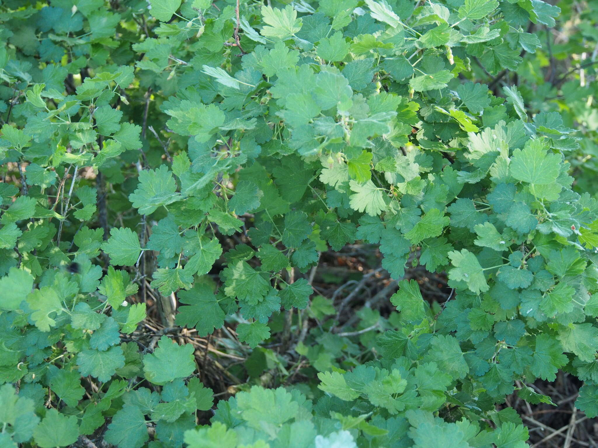 Image of Mountain Currant