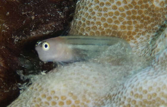 Image of Fourline blenny