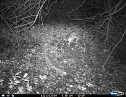 Image of Granada Hare