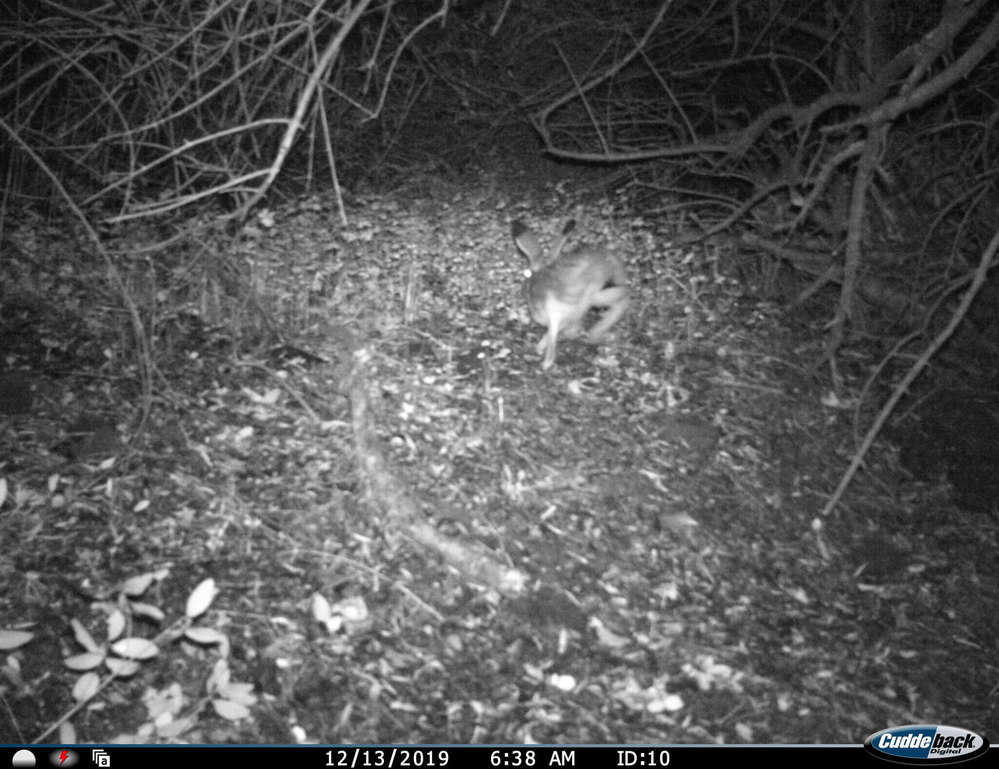 Image of Granada Hare
