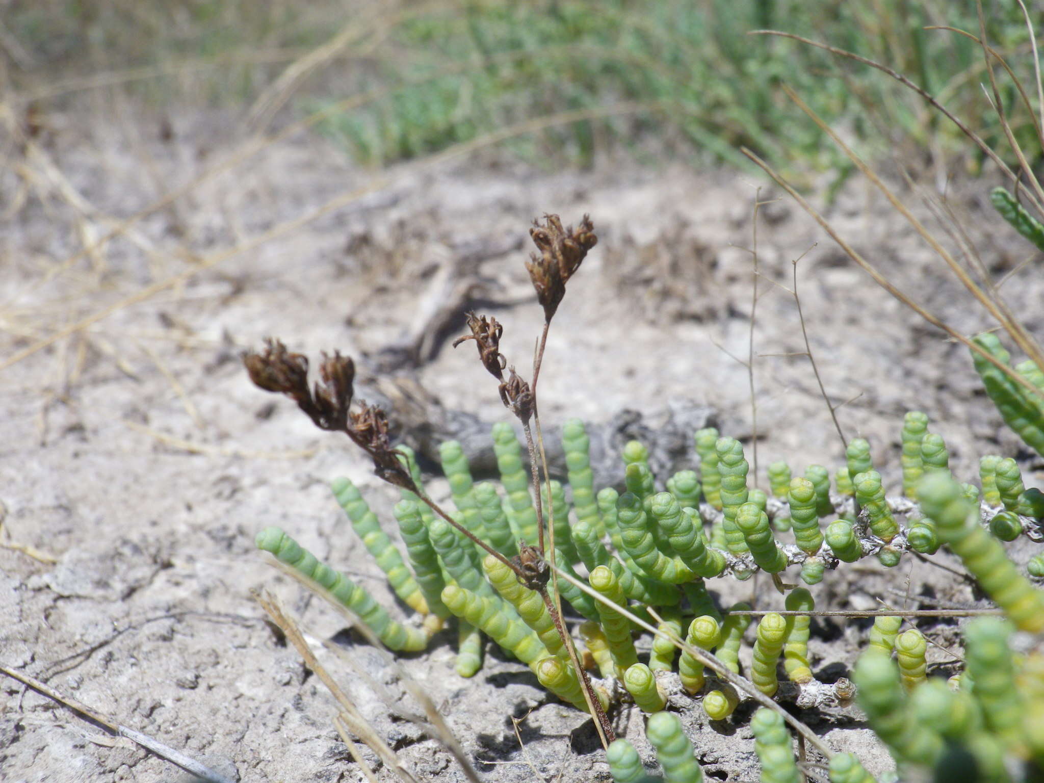 Image of European seaheath