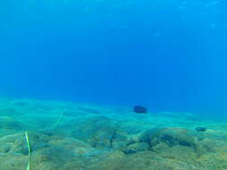 Image of Bumphead damselfish