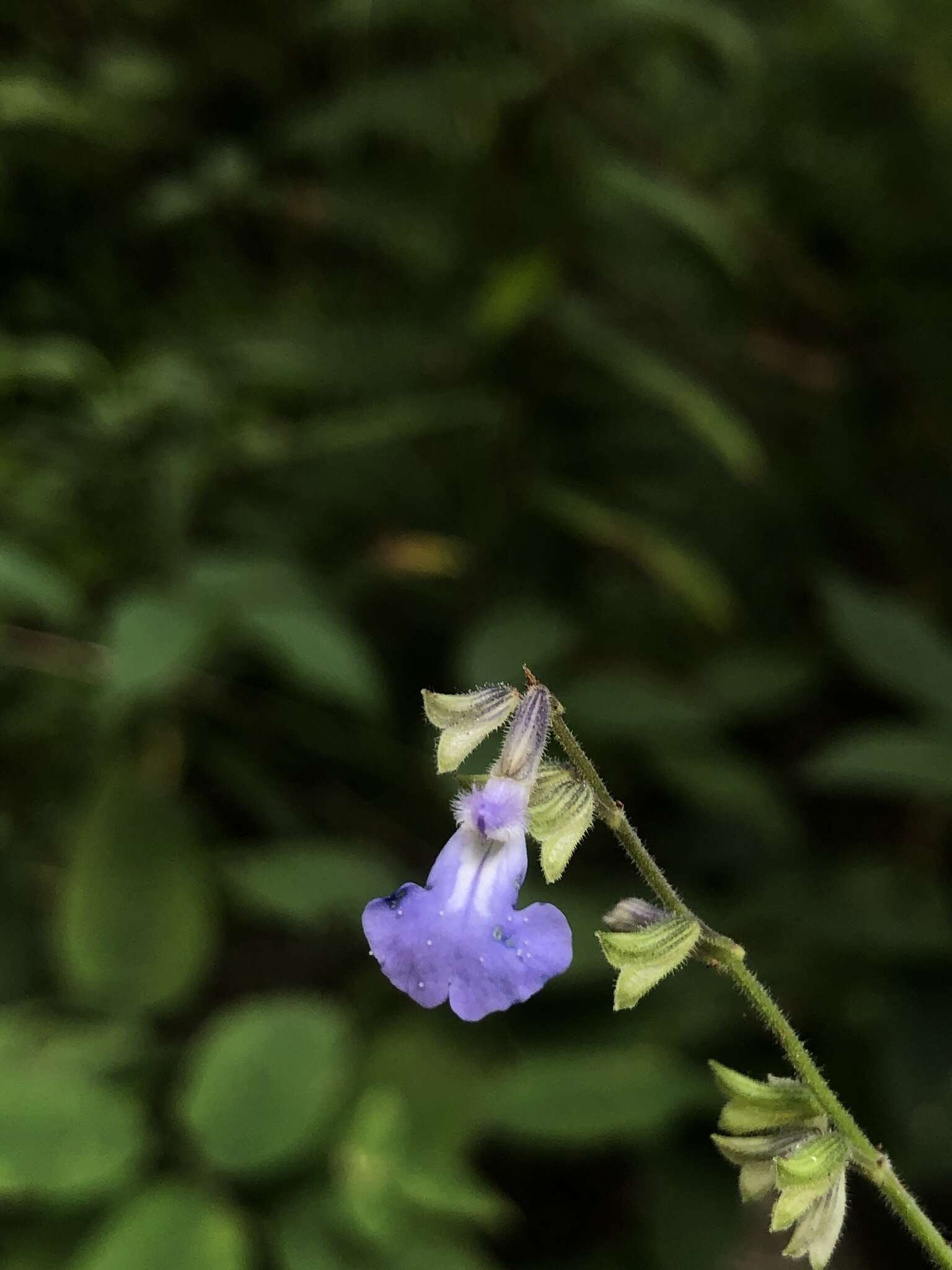 Image of Salvia ramamoorthyana Espejo