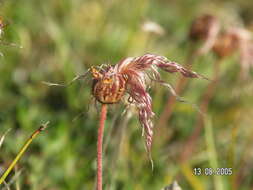 Image of entireleaf mountain-avens