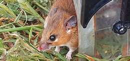 Image of African spiny mouse