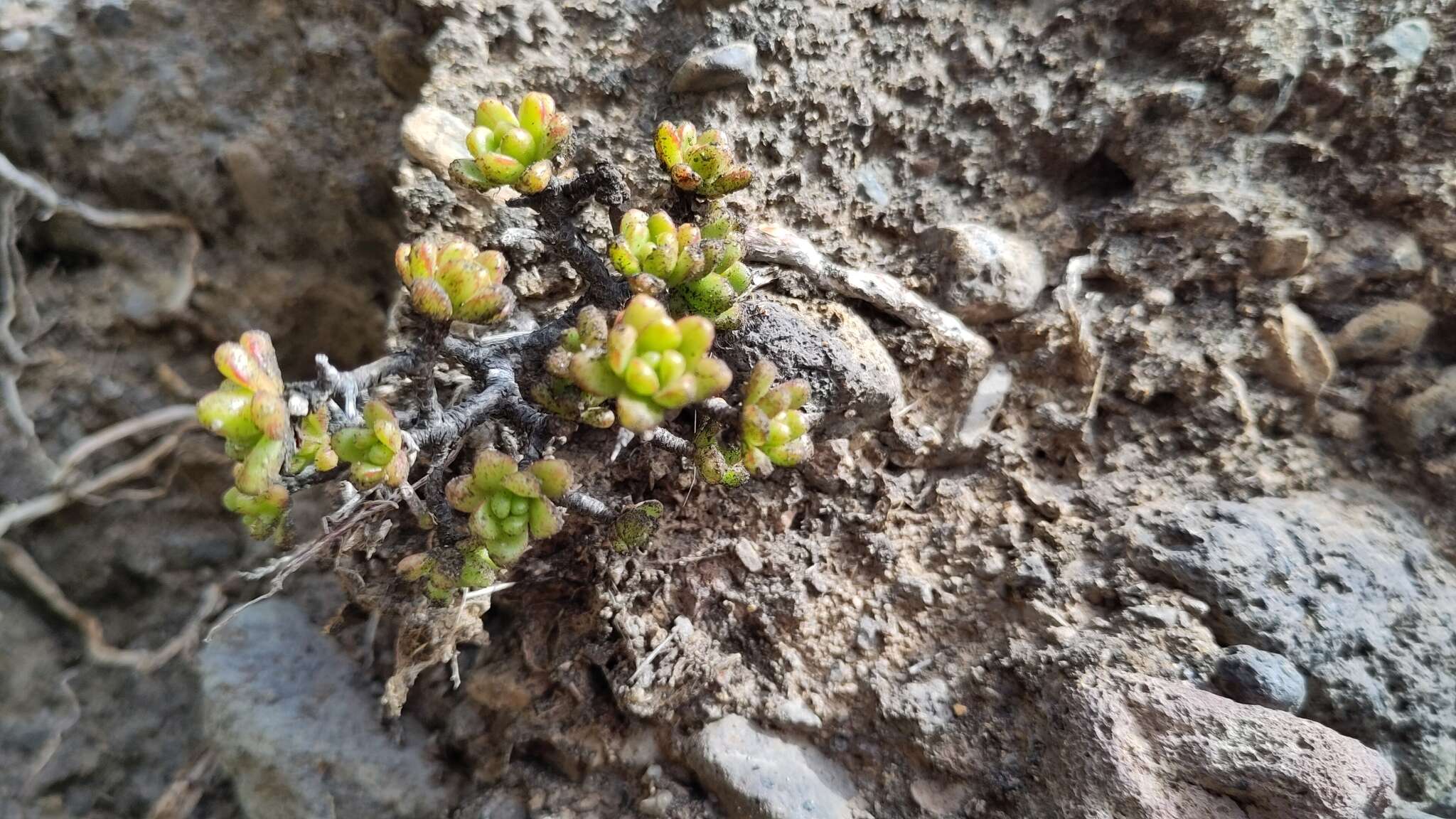 Image of Aeonium sedifolium (Webb ex Bolle) J. Pitard & L. Proust