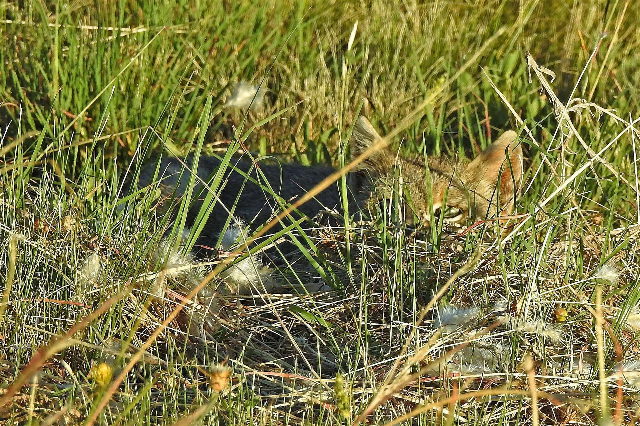 Image of Pampas cat