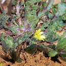 Image of Osteospermum acanthospermum (DC.) Norlindh