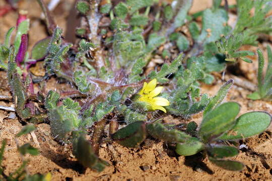 Image of Osteospermum acanthospermum (DC.) Norlindh