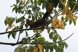 Image of Callosciurus finlaysonii bocourti (Milne-Edwards 1867)