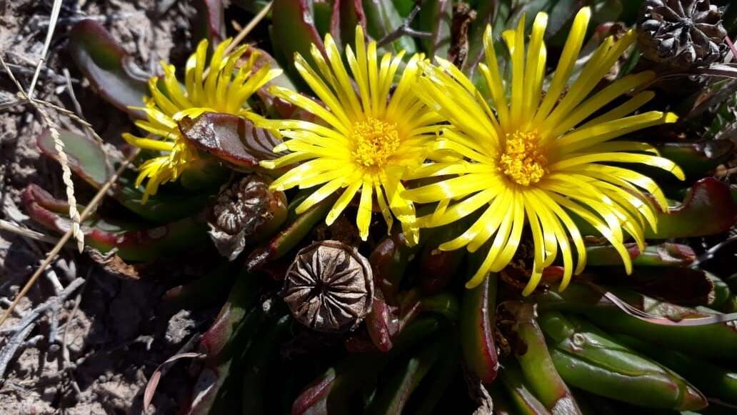 Image of Glottiphyllum grandiflorum (Haw.) N. E. Br.