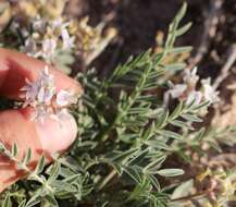 Imagem de Astragalus lotiflorus Hook.