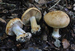 Image of Cortinarius aleuriosmus Maire 1910