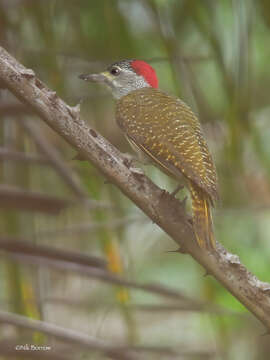 Image of Fine-spotted Woodpecker