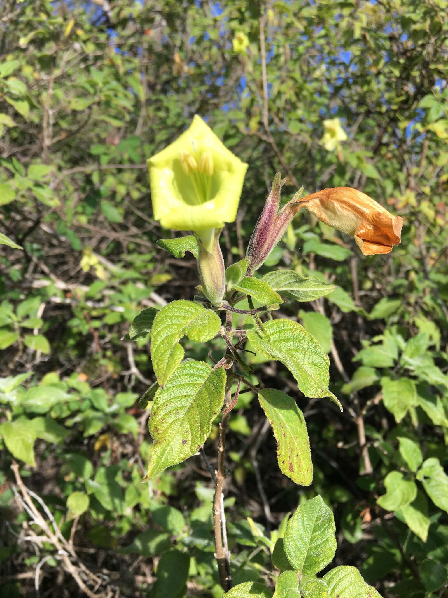 Sivun Ruellia conzattii Standl. kuva